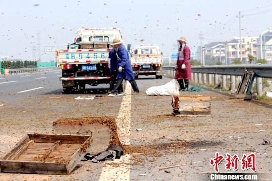 運(yùn)蜂車被追尾側(cè)翻 500萬只蜜蜂大鬧高速