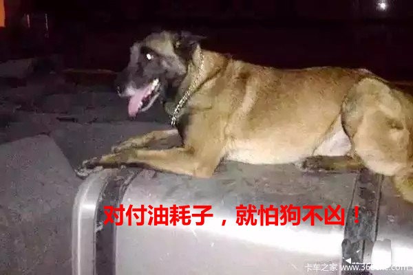 刨刨偷油贼“祖坟” 听老师傅讲油耗子